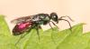 Chrysis gracillima